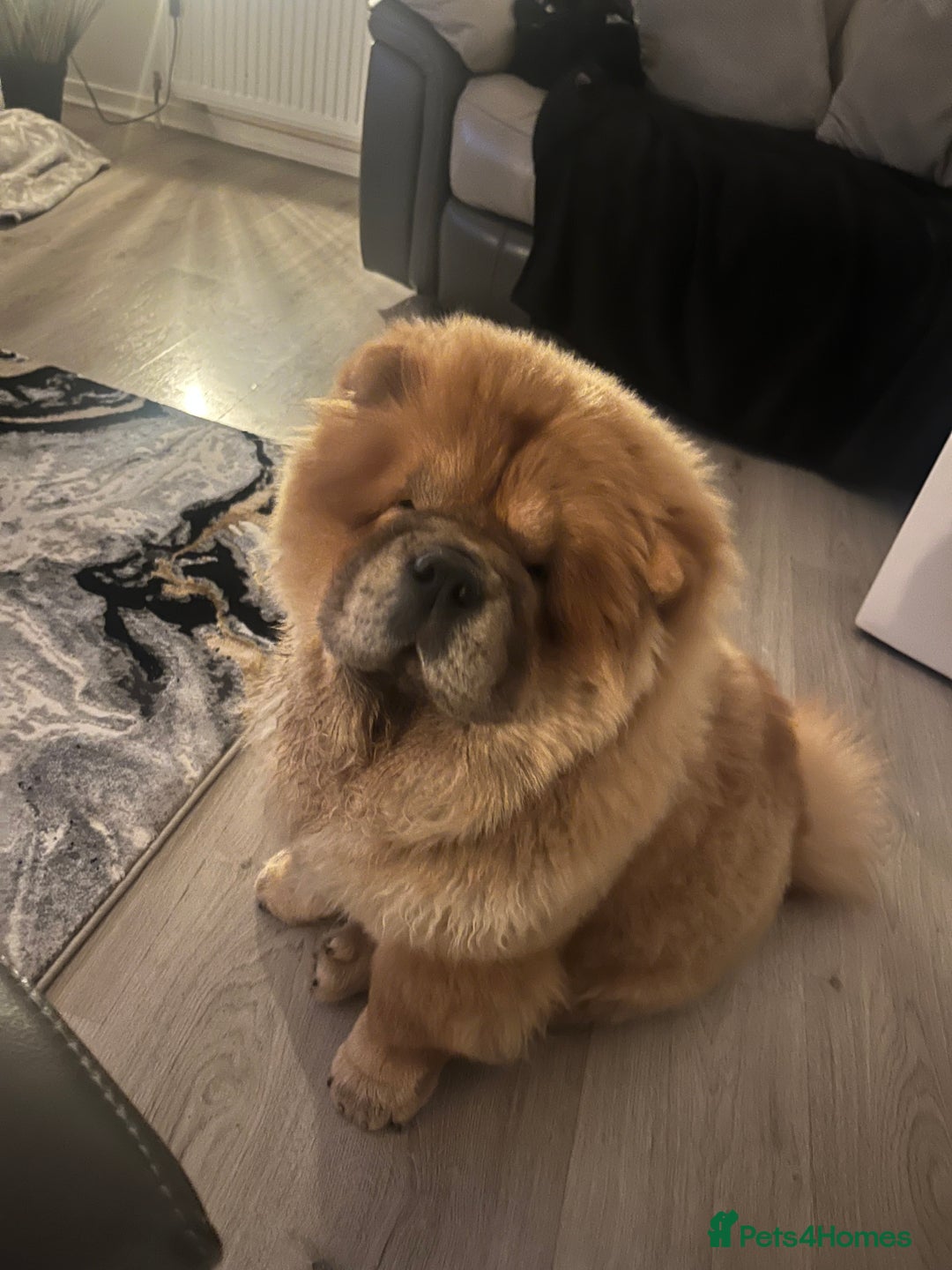 Chow Chow dogs for sale: Female chow chow  - Advert 4