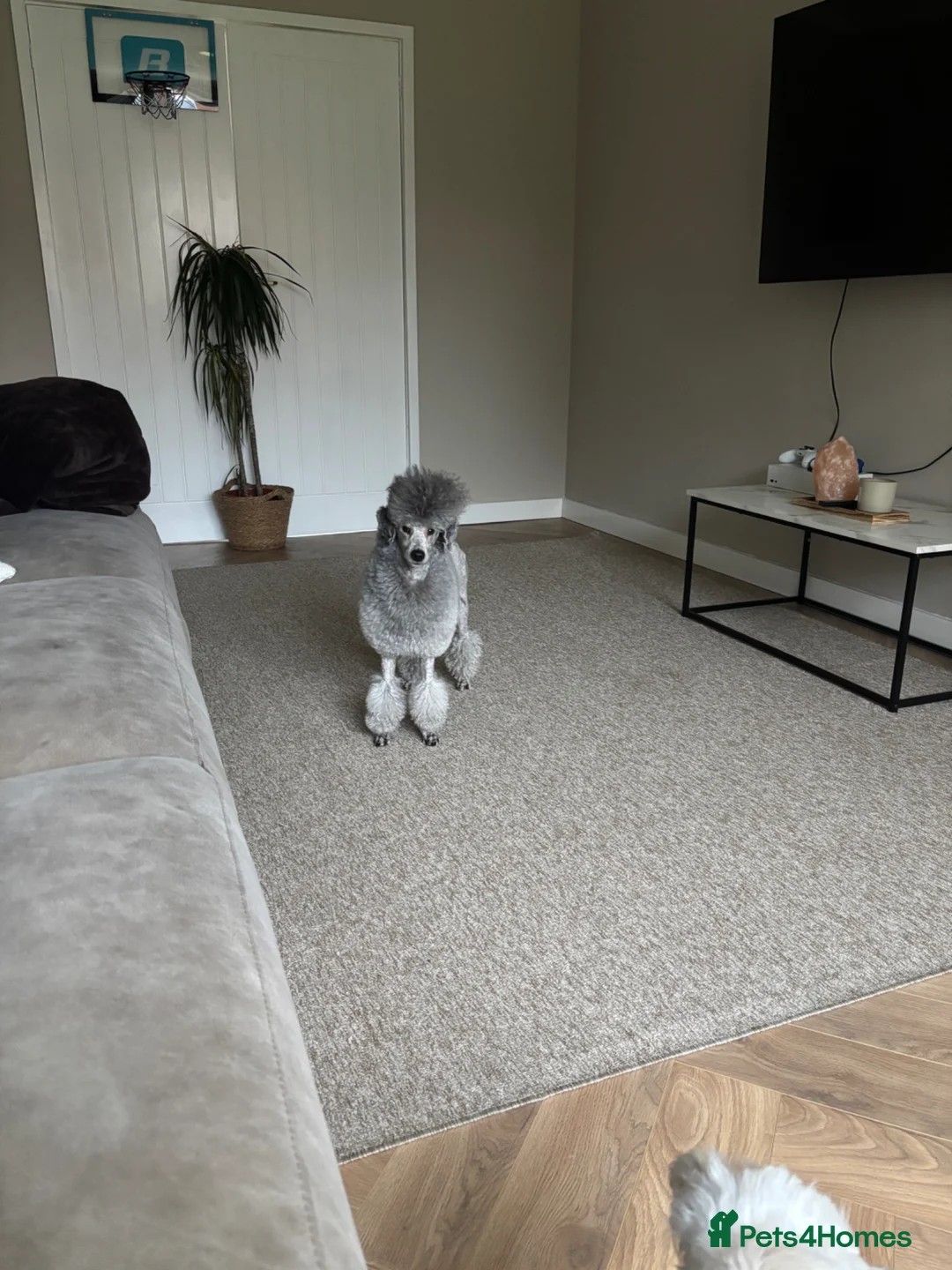 Miniature Poodle dogs for stud: 🧬KC miniature silver poodle STUD ONLY 🧬 - Advert 2