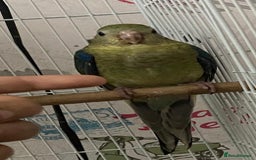 Parakeets birds for sale: Young female red rump  - Image 8