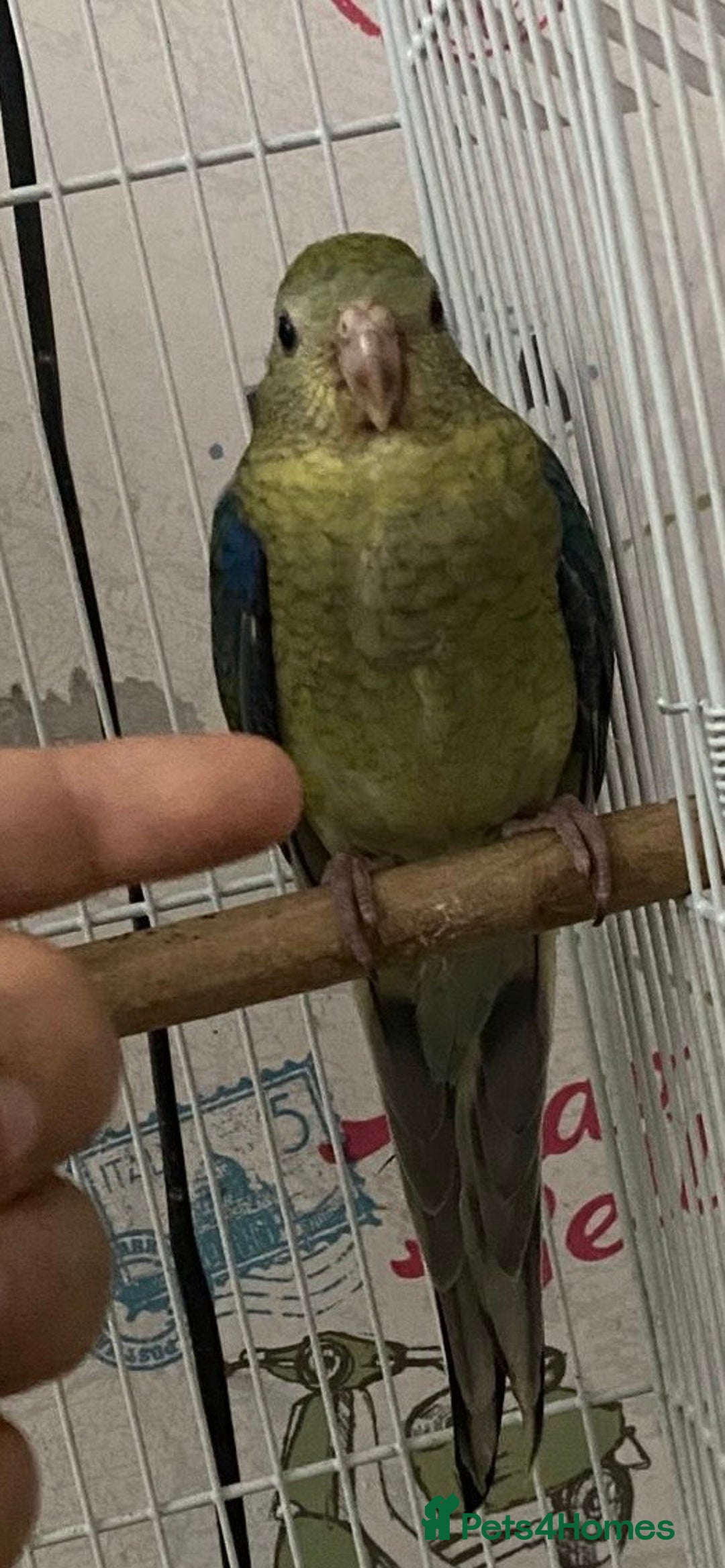 Parakeets birds for sale: Young female red rump  - Image 8