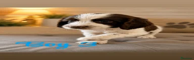 Cocker Spaniel 3