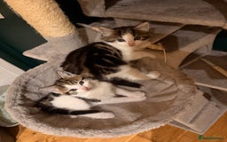 Mixed Breed cats for sale: 2 adorable tabby kittens for sale  - Image 5