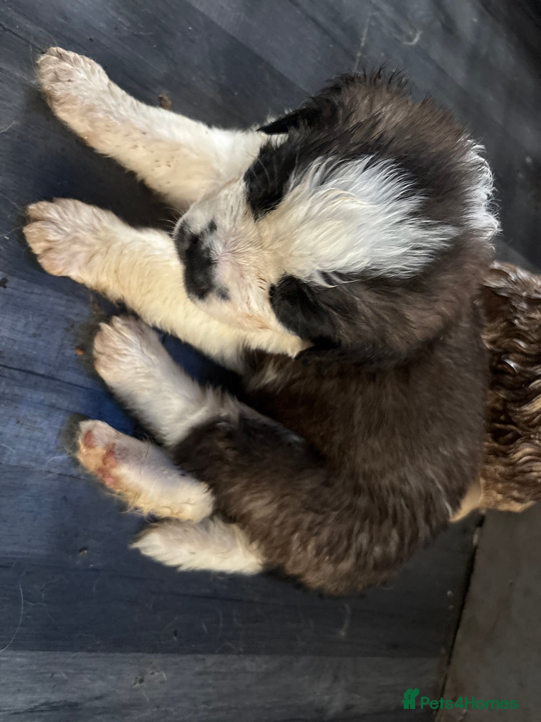 Saint Bernard dogs for sale: Saint Bernard  - Image 11