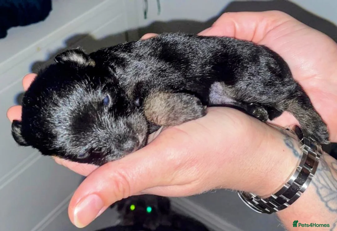 Jackapoo dogs for sale: 🌈 Gorgeous Rainbow Jackapoo Puppies in Newcastle upon Tyne - Advert 13