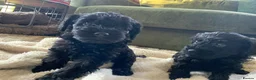 Schnoodle dogs for sale: Stunning miniature Schnoodle puppies - Advert 20