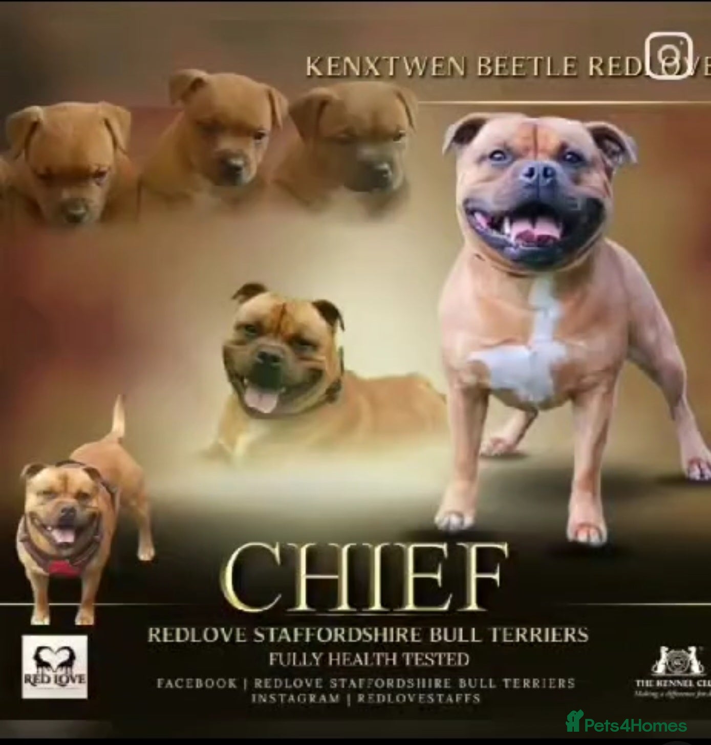 Staffordshire Bull Terrier dogs 🥨SIMPLY THE BEST🥨 - Advert 1