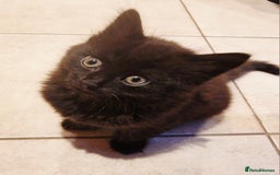 Mixed Breed cats for sale: Gorgeous Mixed Breed Main Coon Kittens  - Image 7