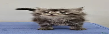 Maine Coon Kitten 12
