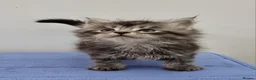 Maine Coon cats for sale: GCCF registered pedigree Maine Coon Kittens  - Advert 30