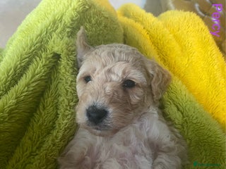 Mixed Breed dogs - Advert 33