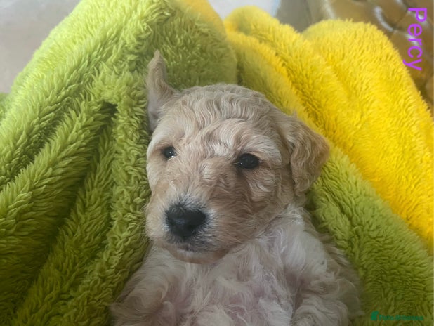 Mixed Breed dogs - Advert 1