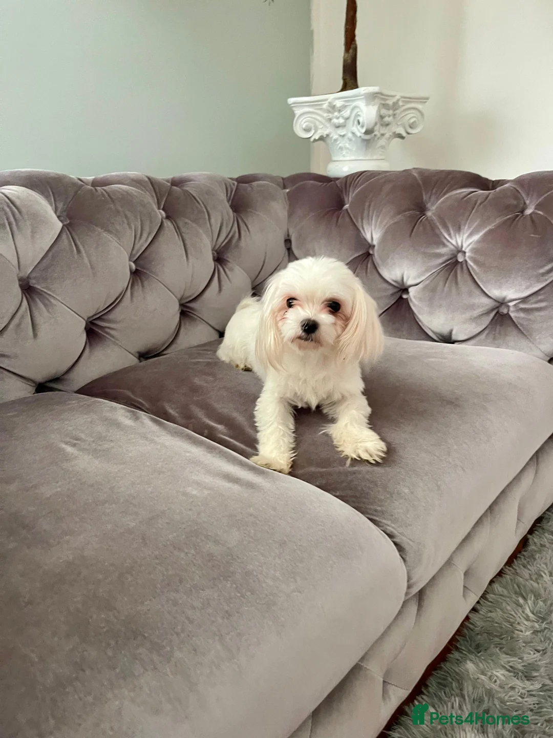 Maltese dogs for sale: Loving Home Wanted for Sweet Maltese Girl - Advert 15