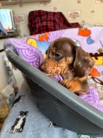 Dachshund dogs - Advert 6