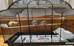 Finches birds for sale: Java sparrows for sale - Image 2