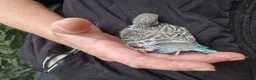 Budgerigars birds for sale: 4 blue chicks and 1 adult male  - Advert 28