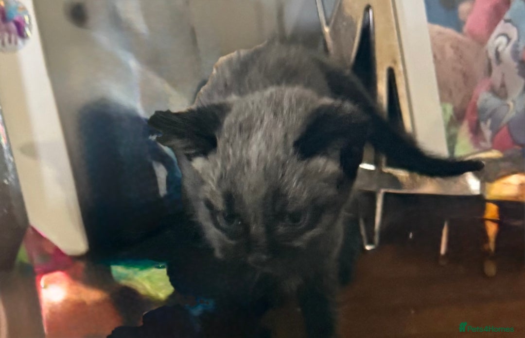 British Shorthair cats for sale: 3 grey beautiful girls  - Image 5