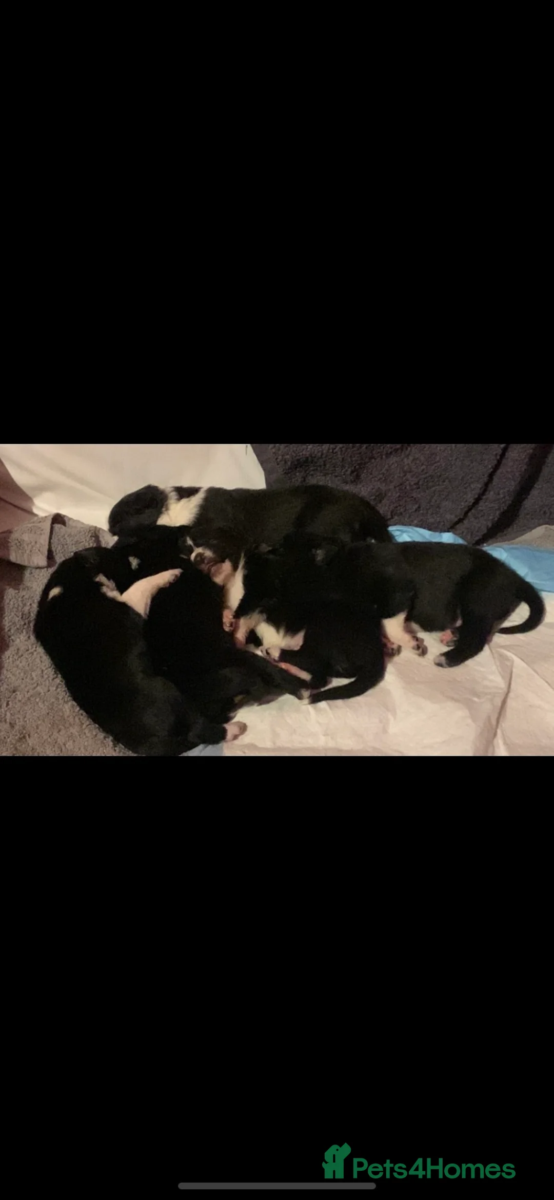 Border Collie dogs for sale: 4 border collie pups - Advert 1