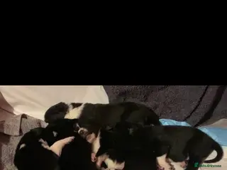 Border Collie dogs 4 border collie pups - Advert 1