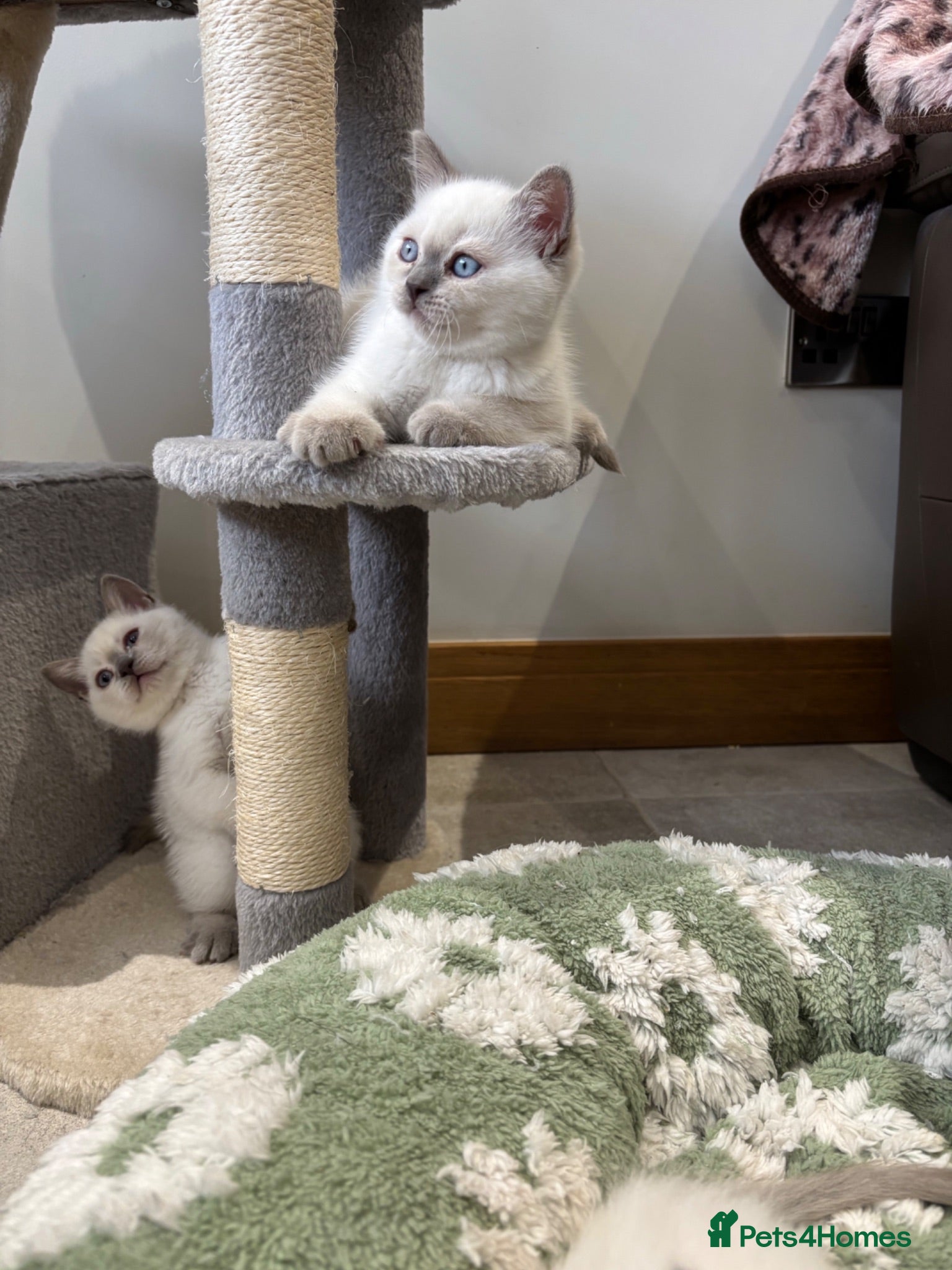 British Shorthair cats British shorthair colourpoint kittens - Advert 2