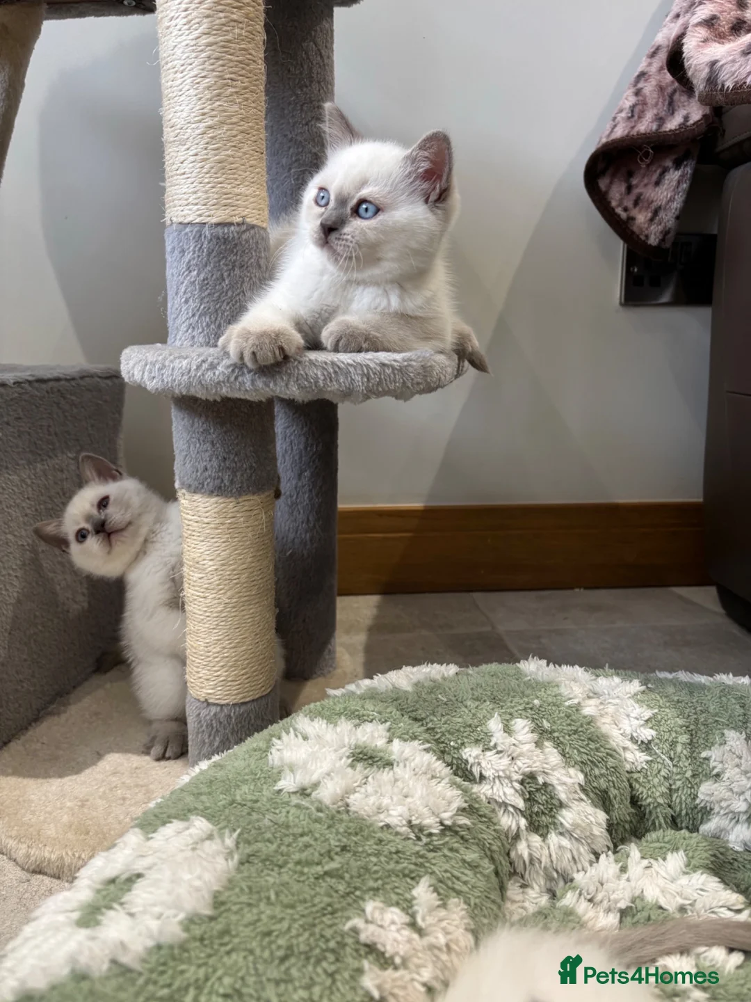 British Shorthair cats for sale: British shorthair colourpoint kittens - Advert 2