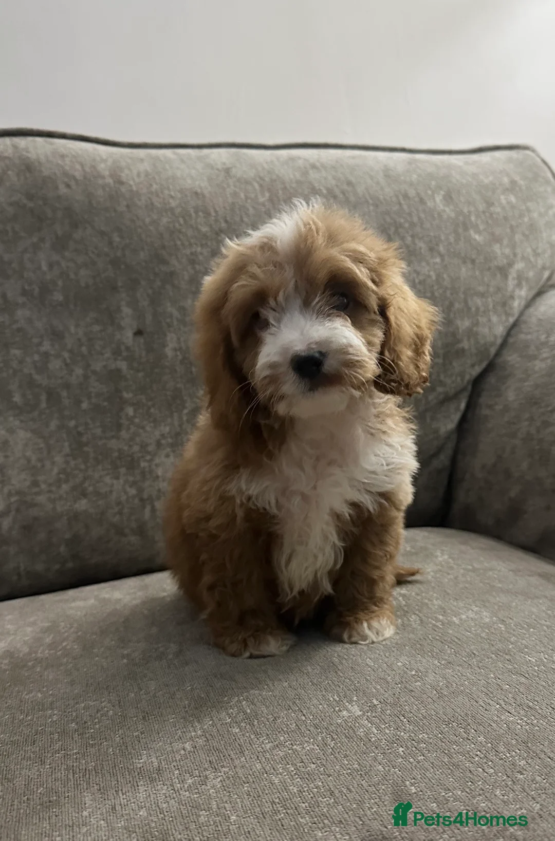 Cockapoo dogs for sale: Adorable Cockapoos’s looking for family homes - Advert 1