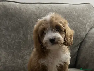 Cockapoo dogs Adorable Cockapoos’s looking for family homes - Advert 1