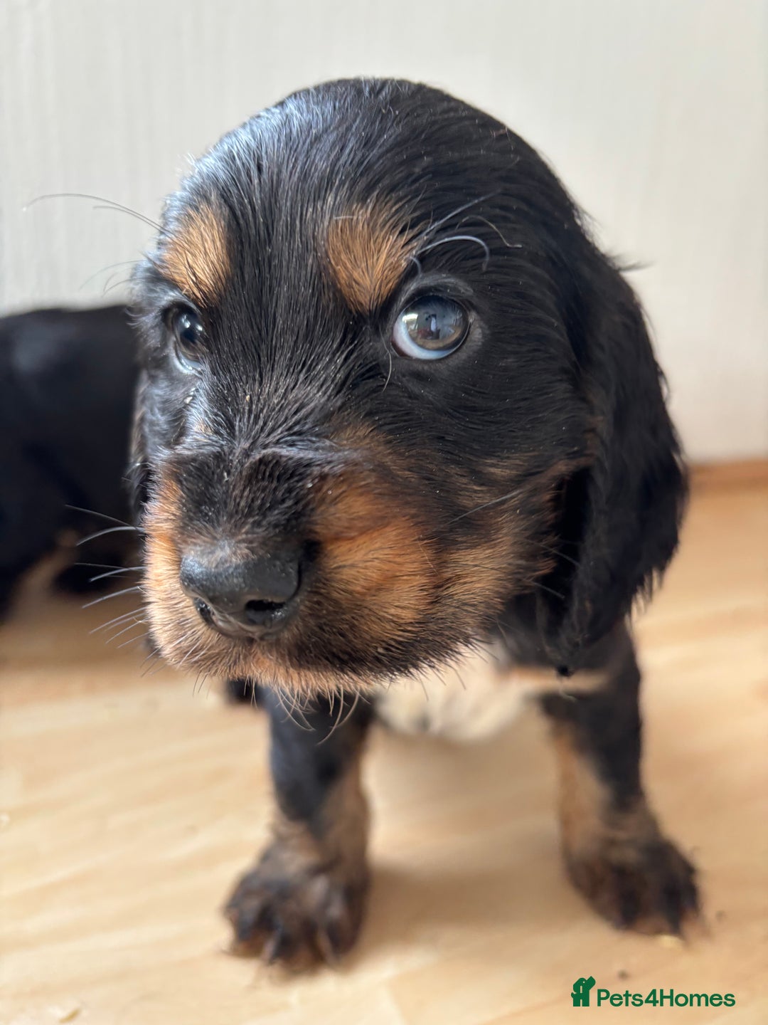 Cocker Spaniel dogs for sale: Beautiful cocker spaniel puppies  - Image 6