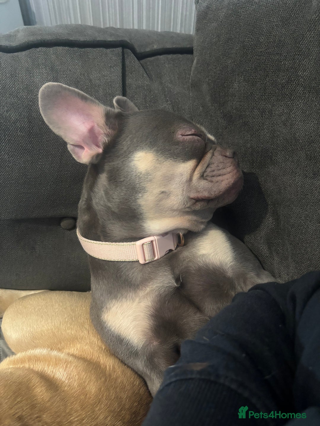 French Bulldog dogs for sale: Blue and tan female French bulldog  - Advert 1