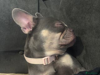 French Bulldog dogs Blue and tan female French bulldog - Advert 1