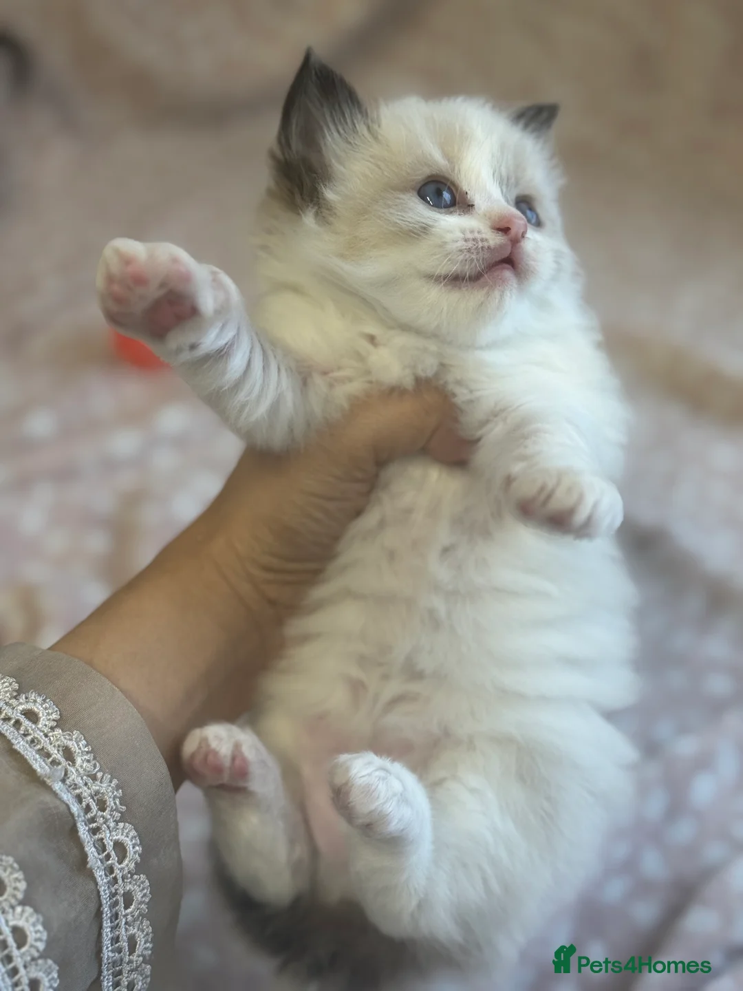Ragdoll cats for sale: GCCF Ragdoll kittens registered pet Active  - Advert 25