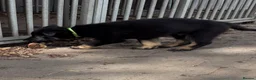 German Shepherd dogs for sale: KC Reg Stunning Working Line German Shepherd Pups - Advert 16