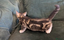 Mixed Breed cats for sale: 🐾 Adorable Kittens Ready for Their New Homes 🐾 - Image 6