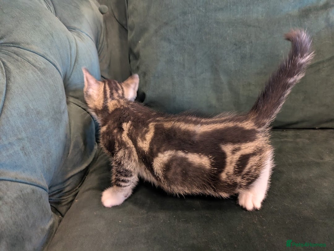 Mixed Breed cats for sale: 🐾 Adorable Kittens Ready for Their New Homes 🐾 - Image 6