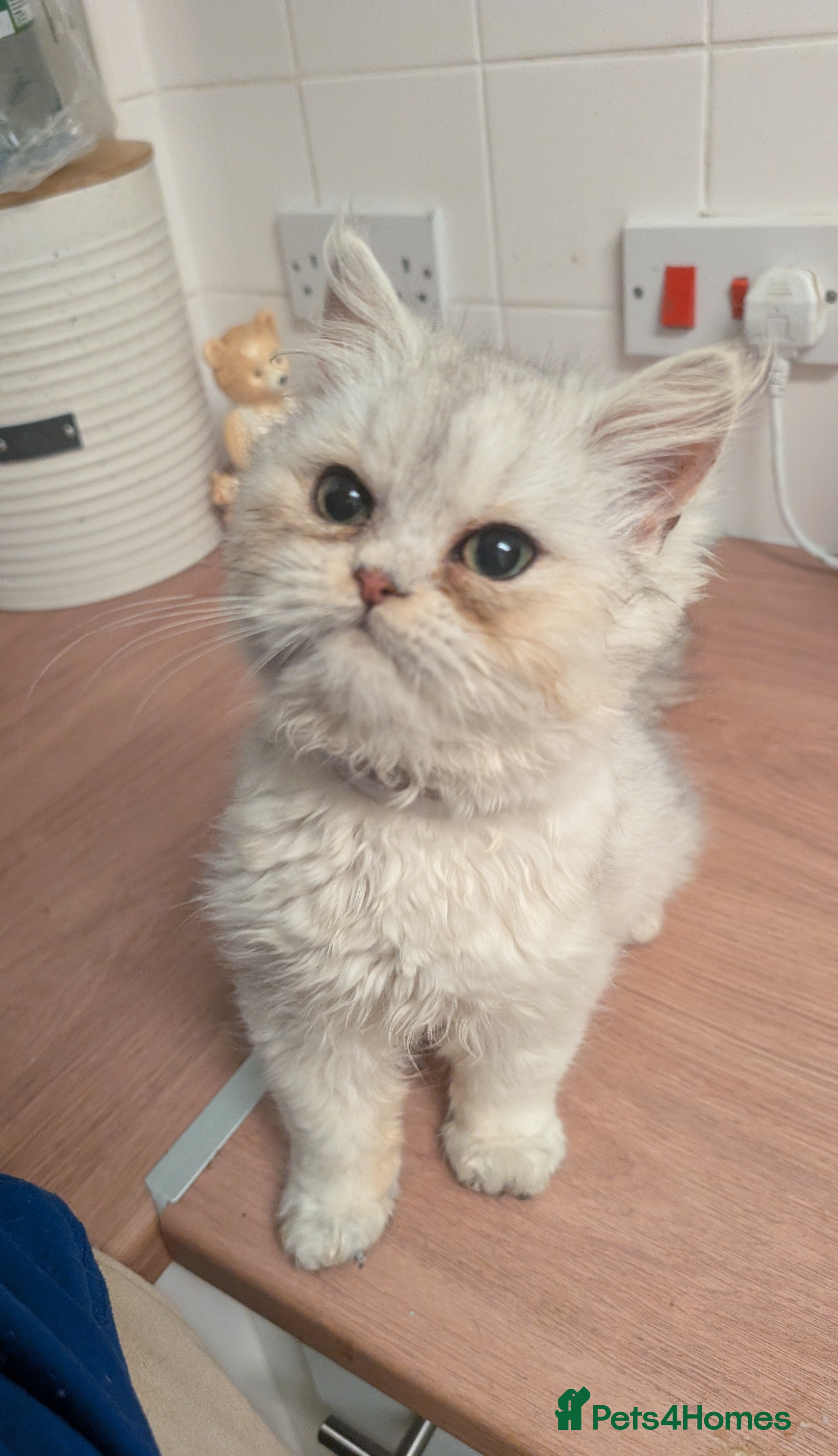 Persian cats Pure Persian Boy. Little Teddy Bear 🧸❤️ - Advert 18