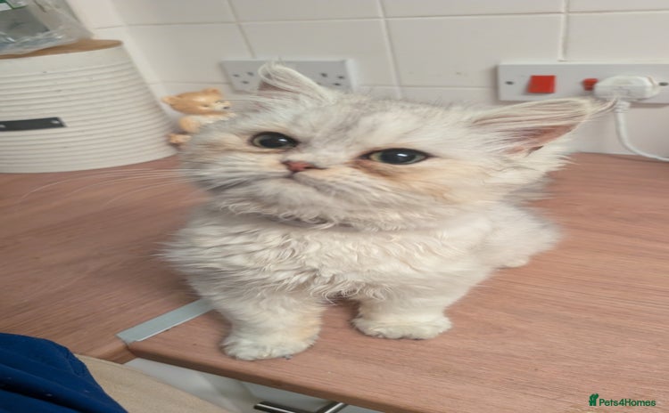 Persian cats Pure Persian Boy. Big Teddy Bear 🧸❤️ - Advert 1