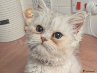 Persian cats Pure Persian Boy. Big Teddy Bear 🧸❤️ - Advert 2