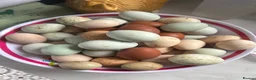 Chickens poultry for sale: 12x mixed chicken hatching eggs - Advert 4
