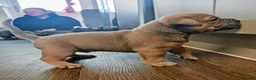 Dorset Olde Tyme Bulldogge dogs for sale: Old tyme bulldog puppies  in Farnborough - Advert 9
