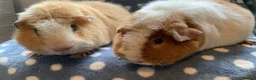 Guinea Pig rodents for sale: Stunning pair of teddy Guinea pigs  - Advert 1