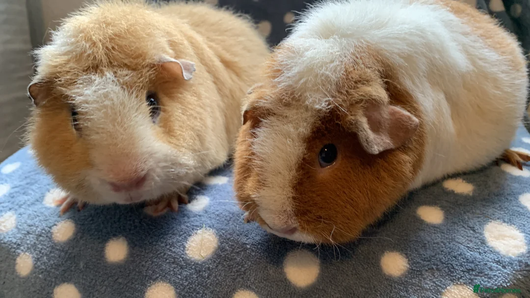 Guinea Pig rodents for sale: Stunning pair of teddy Guinea pigs  - Advert 1