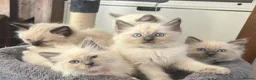 Ragdoll cats for sale: 🐾 Ragdoll Kittens 🐾 - Advert 31