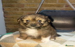 Mixed Breed dogs for sale: Puppy's  - Image 11