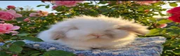 Angora rabbits for sale:  Super fluffy baby teddywidders  - Advert 20