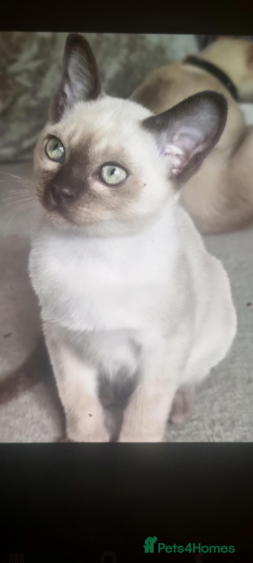 Burmese cats Burmese kittens  - Advert 10
