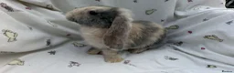Dwarf Lop rabbits for sale: Beautiful Dwarf Lop Bunnies - Advert 20