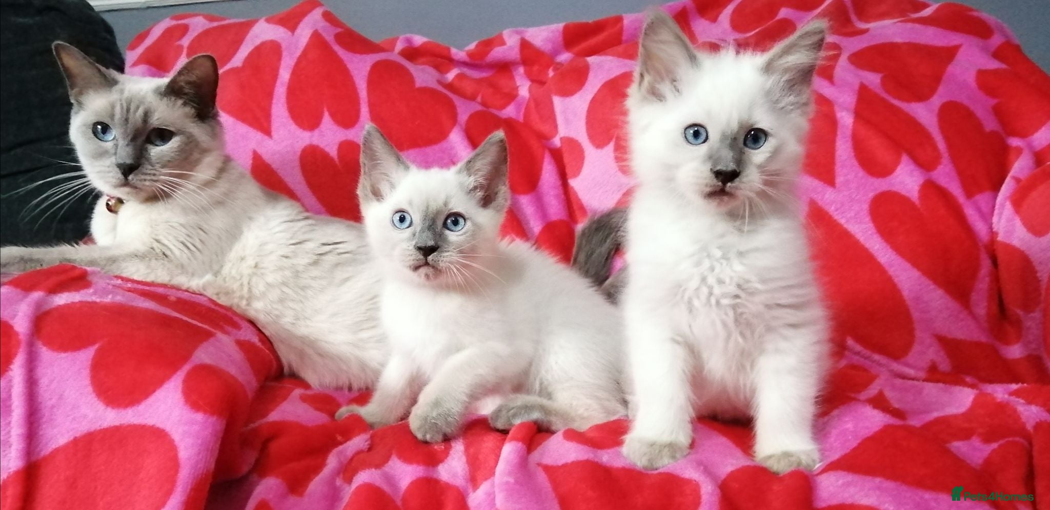 Ragdoll cats Ragdoll x British shorthair kittens - Advert 1