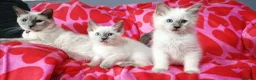 Ragdoll cats for sale: Ragdoll x British shorthair kittens - Advert 1