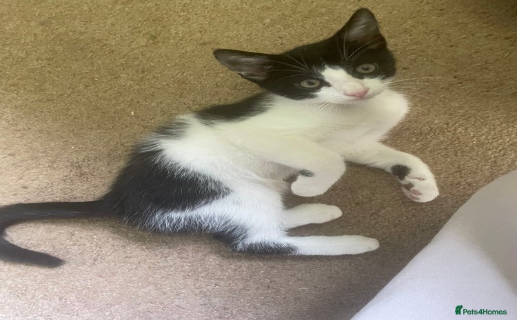 Mixed Breed cats - Advert 14