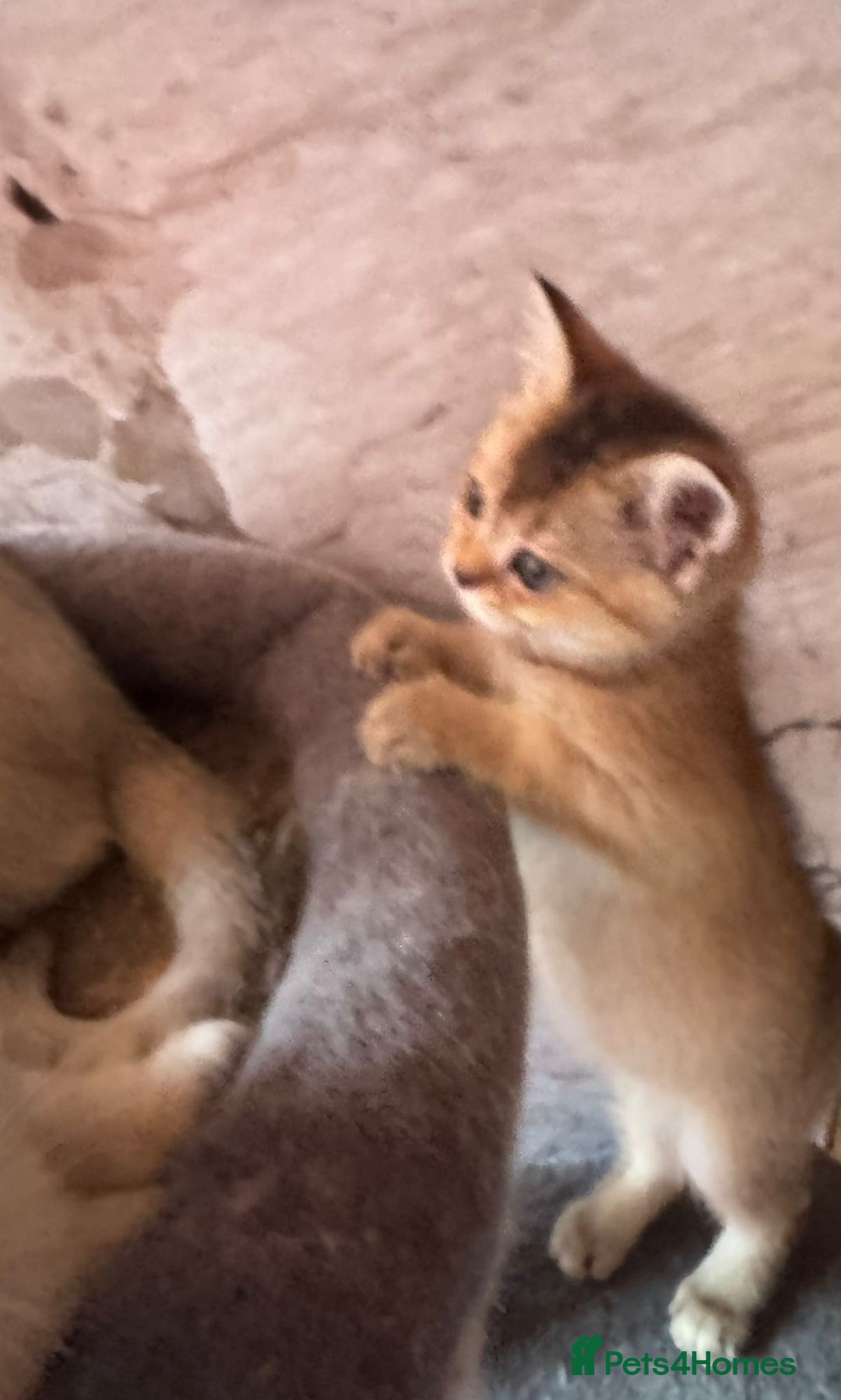 Scottish Fold cats for sale: Scottish fold kittens in hull - Image 25