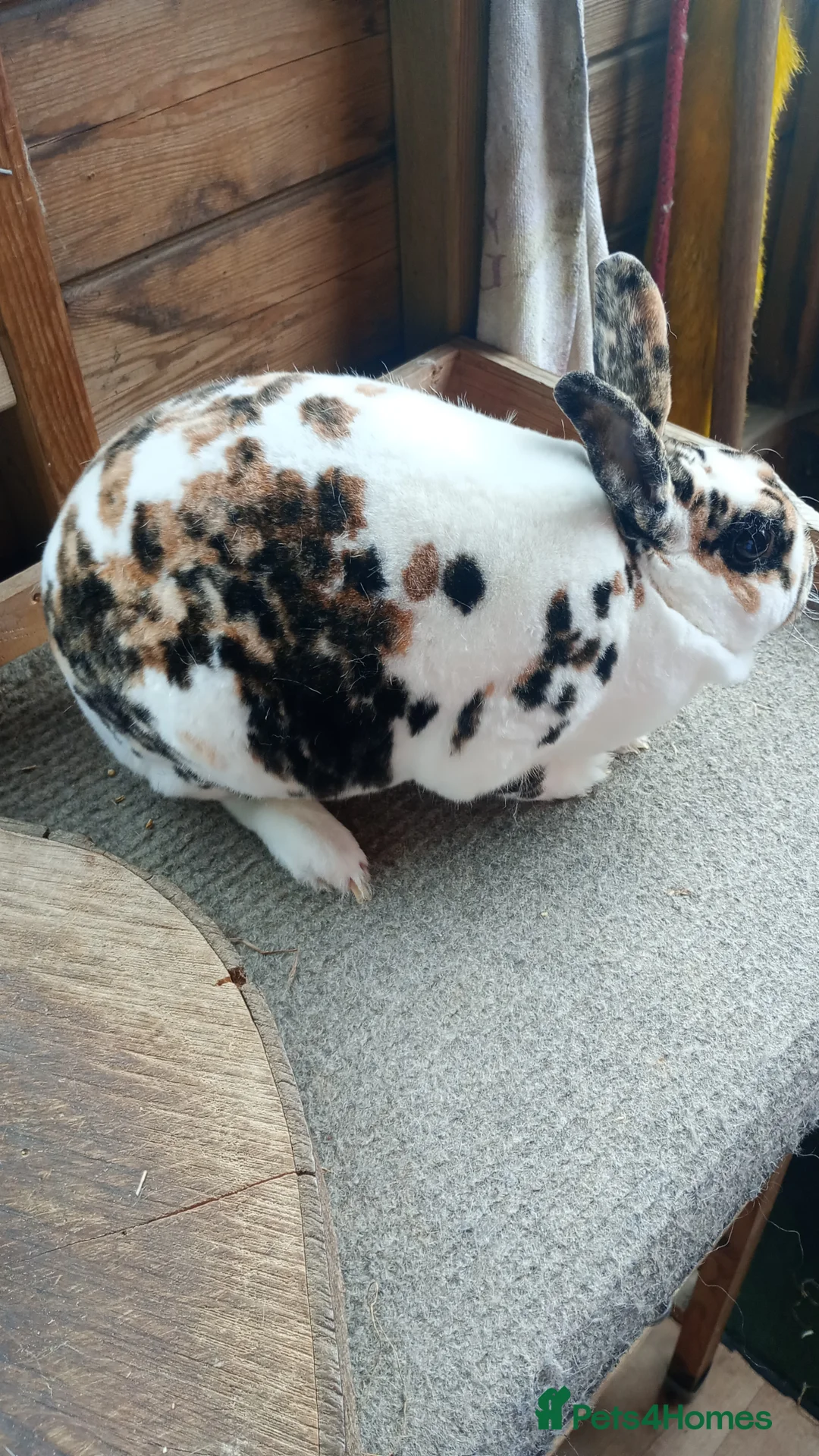 Rex rabbits for sale: Attractive Mini Rex Rabbits - Advert 2